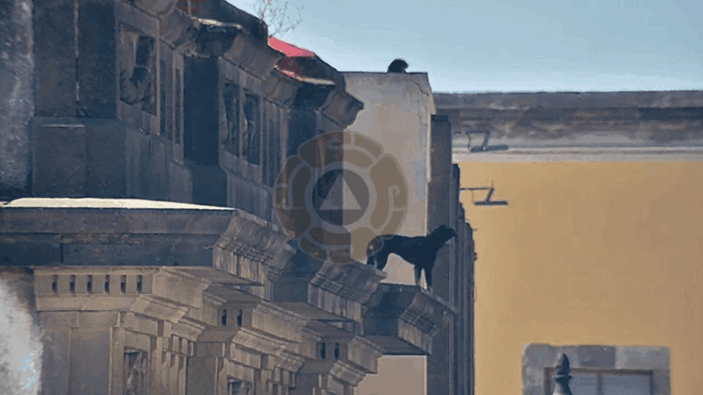 Salvan autoridades municipales a lomito atrapado en edificio del Centro Histórico