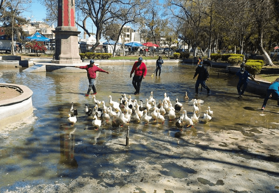 Trasladan a patitos de la Alameda Central al Parque de Morales