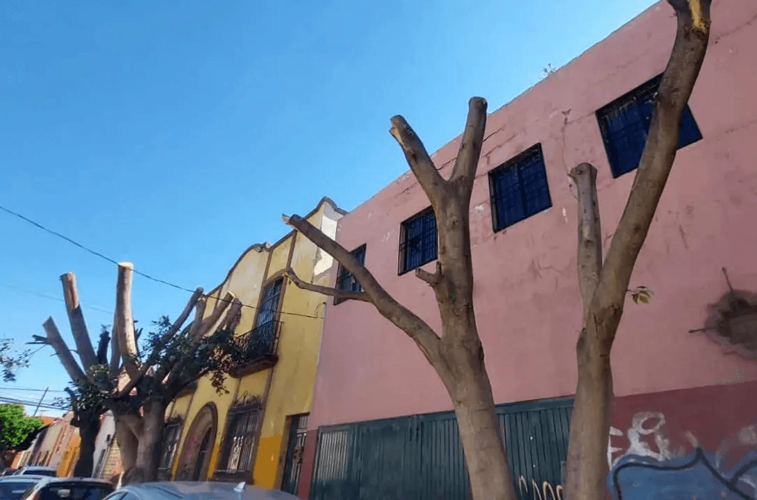 Sancionan a particulares por poda no autorizada en el Centro Histórico