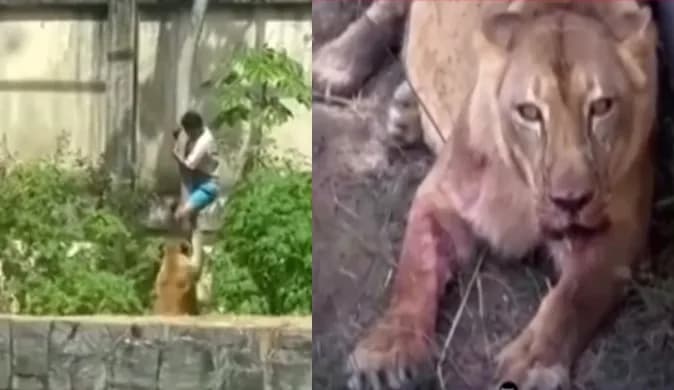 Joven muere tras ingresar al recinto de una leona en zoológico de Brasil