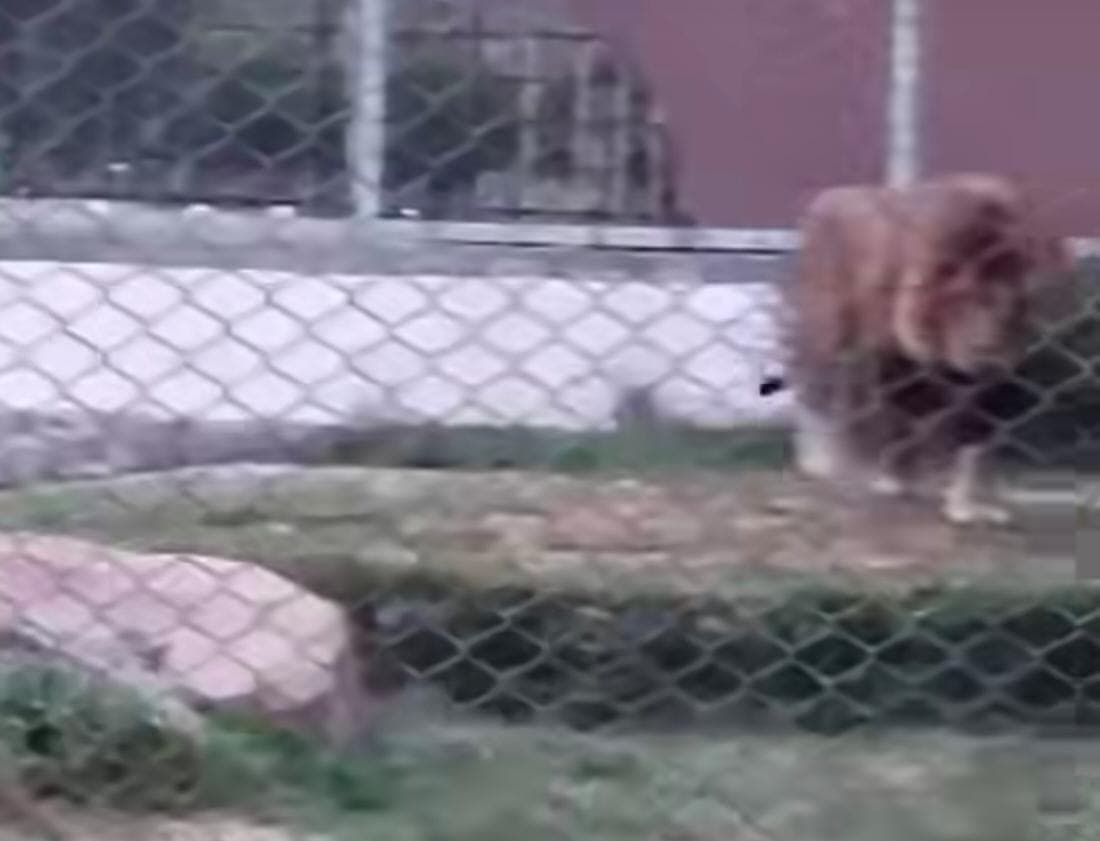 Muere Sherkie, león del zoológico del Tangamanga I