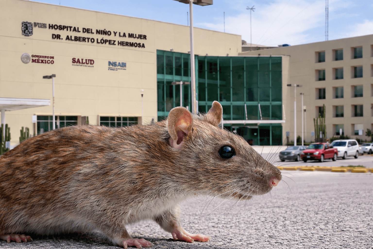 Denuncian presencia de ratas en el Hospital del Niño y la Mujer