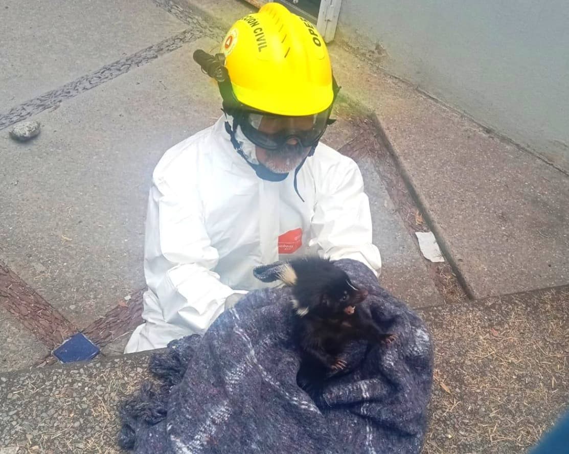 Rescatan a zorrillo atrapado en reja de la Zona Universitaria