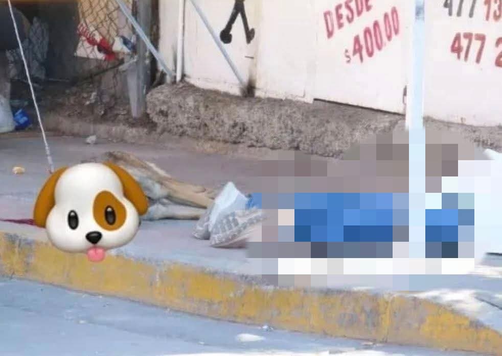 Perrita muere al intentar defender a su dueño en León