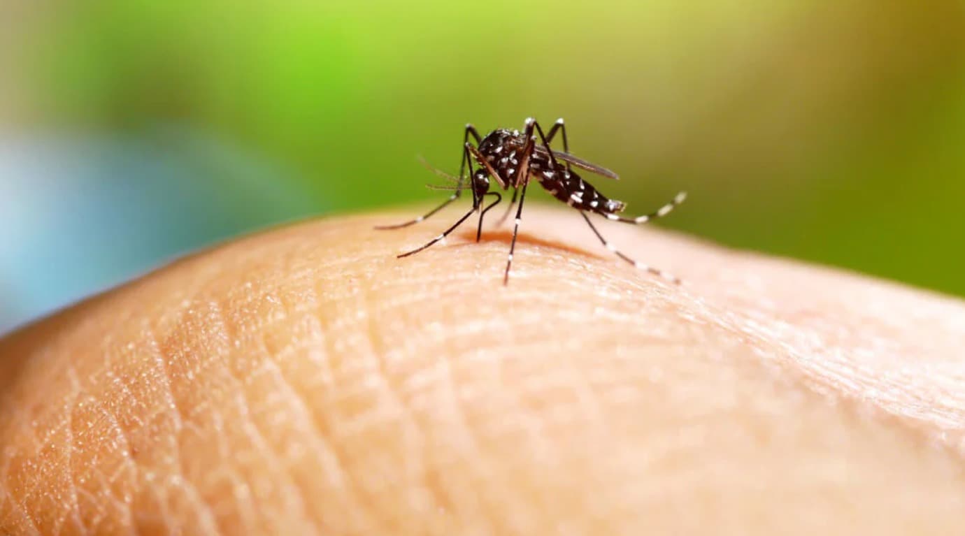 Acecha el dengue a potosinos