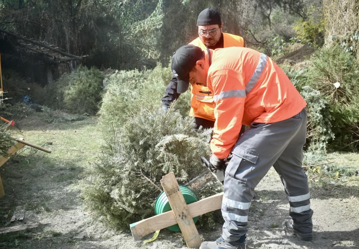 Cierran hoy centros de acopio de árboles navideños