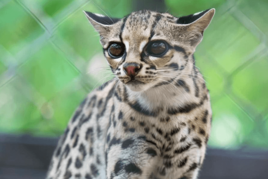 Nace cría de felino en peligro de extinción que habita la Huasteca