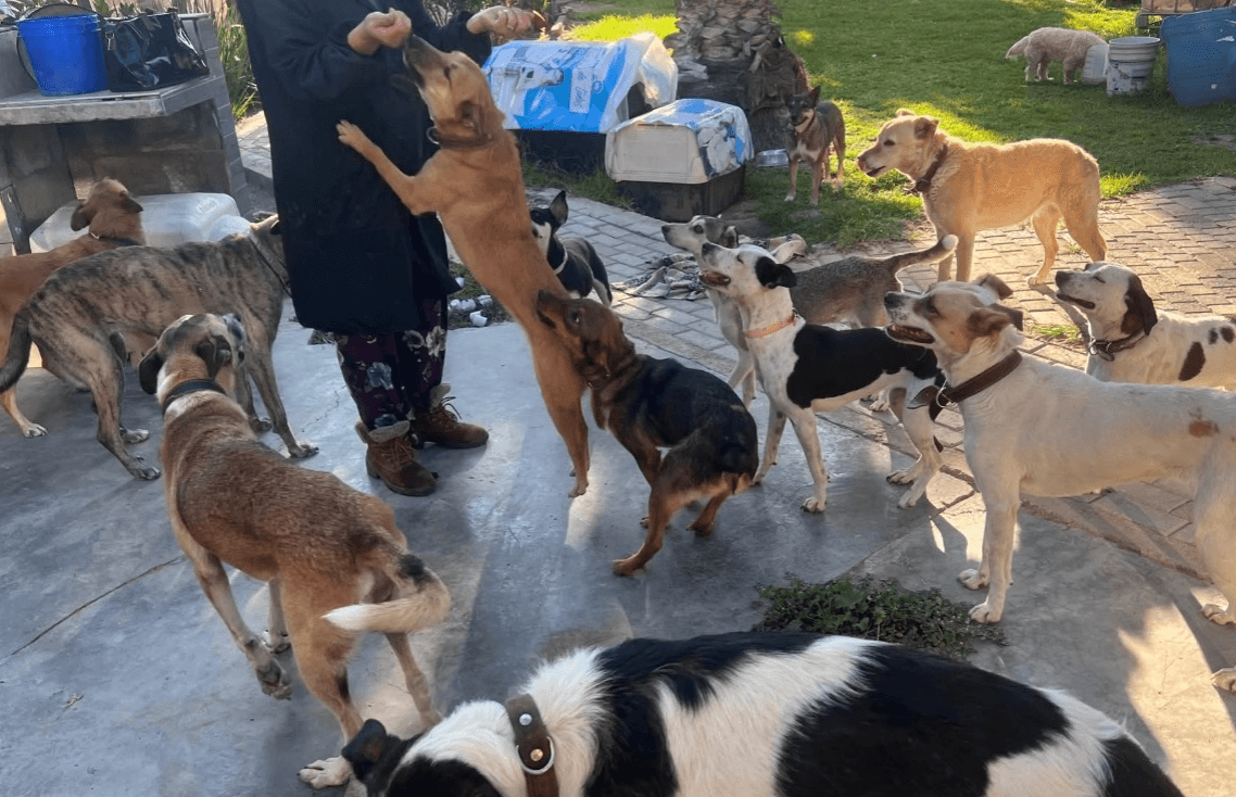 Solicita apoyo albergue de perritos rescatados ante bajas temperaturas