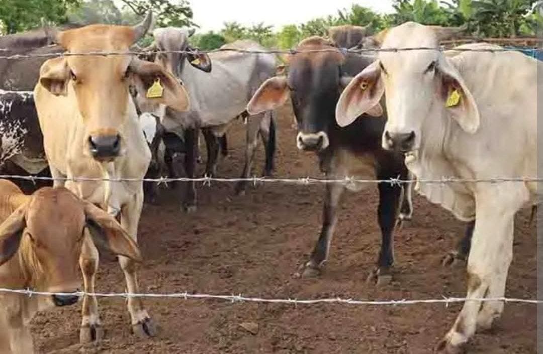 Aumentan casos de gusano barrenador en la Huasteca