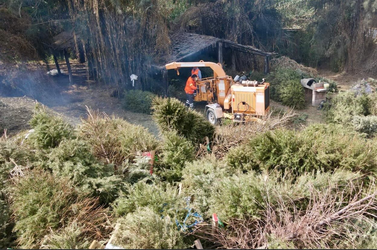 Sigue vigente campaña de acopio y reciclaje de árboles navideños