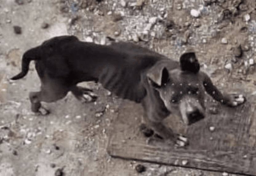 Indigna a potosinos perritos maltratados y desnutridos en Soledad