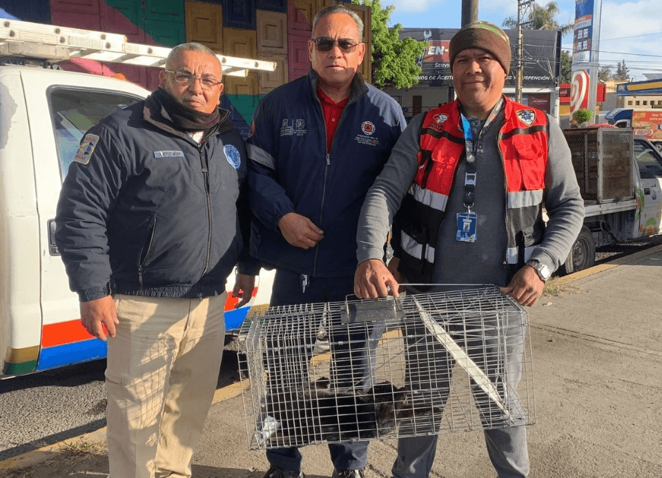 Salvan a un michi atrapado en los puentes de Salvador Nava