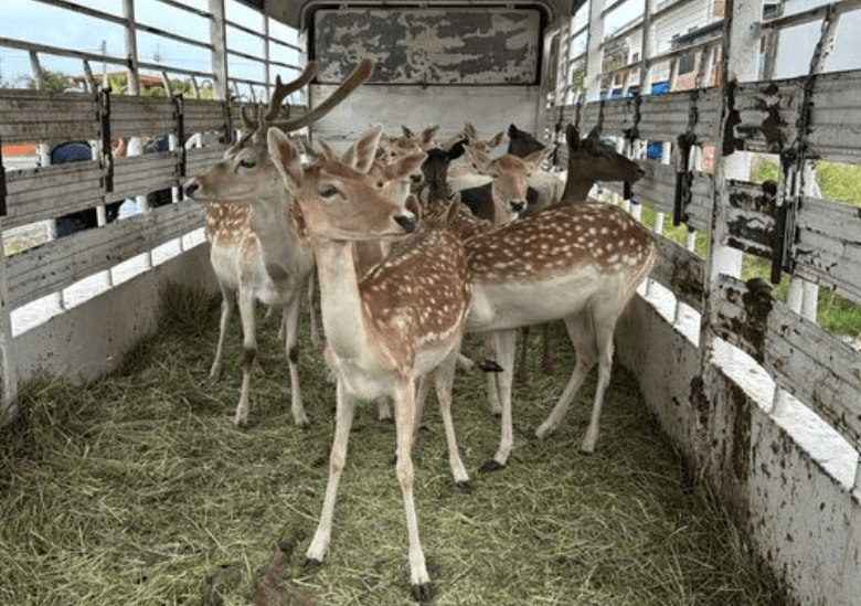 Rescata PROFEPA a animalitos en peligro de extinción en Cerritos