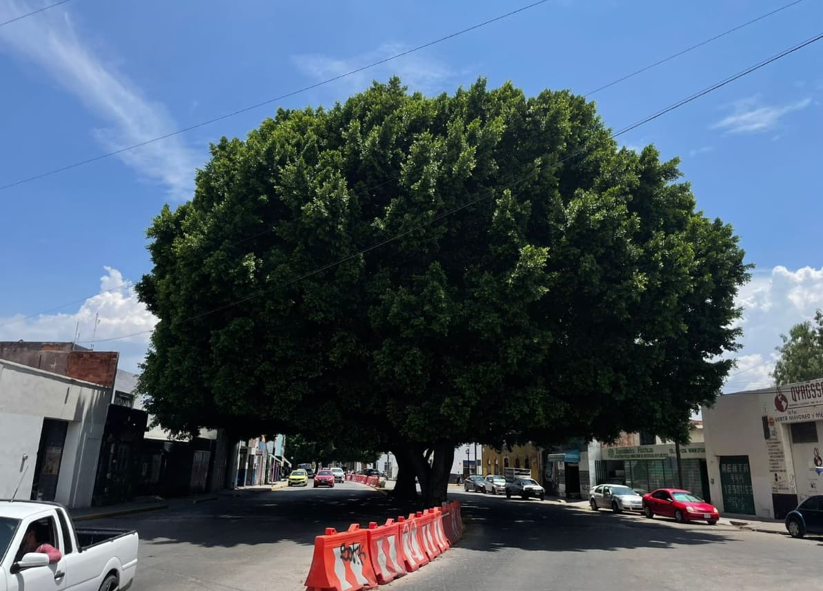 Buscan ampliar Catálogo de Árboles Patrimoniales