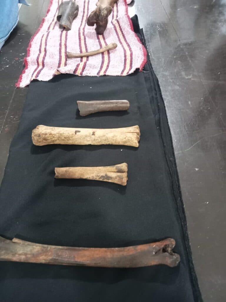Hallazgo del año; descubren 750 fósiles en la Huasteca