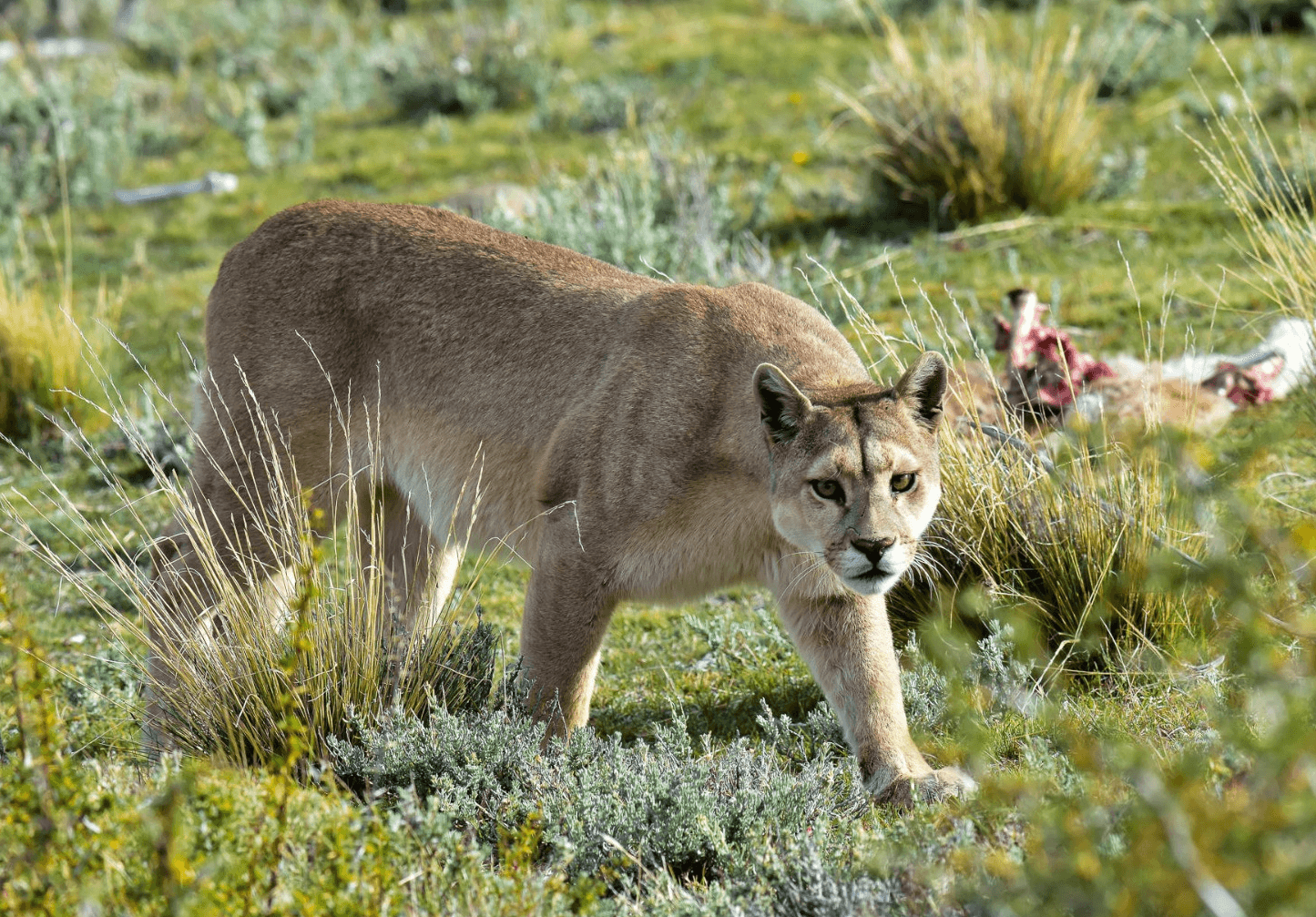 Encuentran cadáver de senderista atacada por un puma