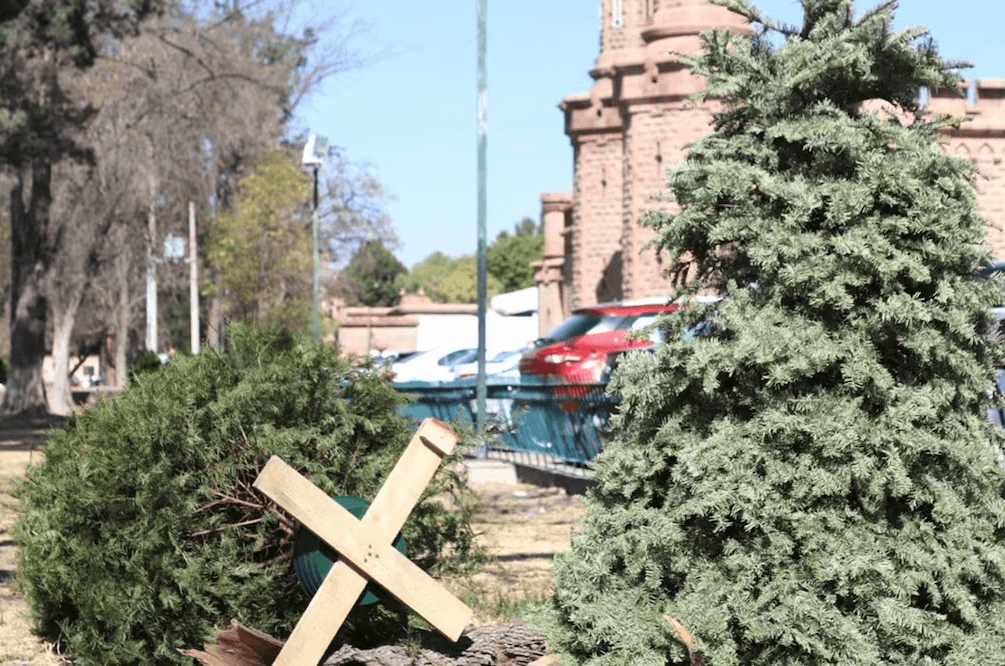 Habilitan centros de acopio para tirar árboles de navidad naturales en la Capital