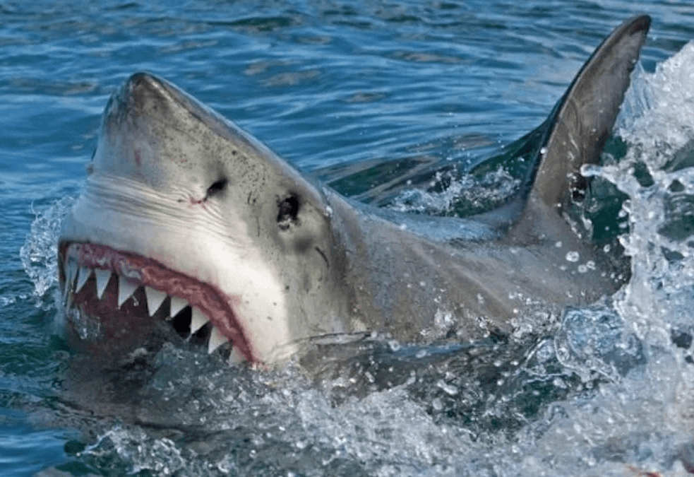 En alerta Australia tras tres ataques de tiburón en solo 24 horas