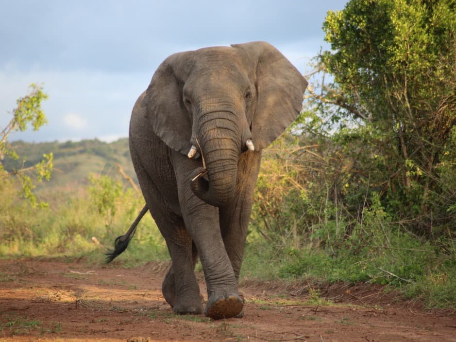 Enloquece elefante y asesina a más de 20 personas