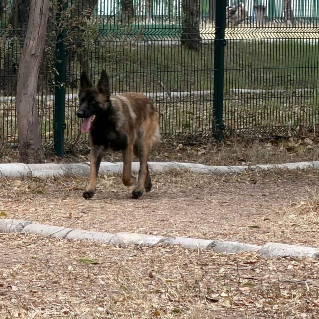 Abandonan a lomito en el Pet Park del Parque Tangamanga II
