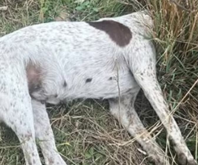 Denuncian envenenamiento masivo de perritos en Mexquitic