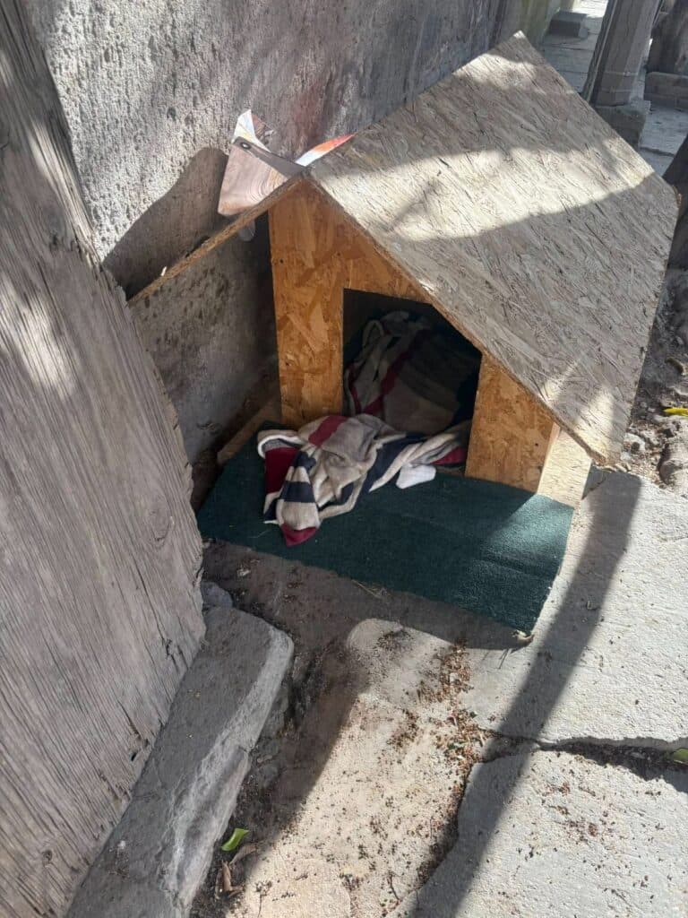 Bienestar Animal de la Capital atiende a perritos comunitarios