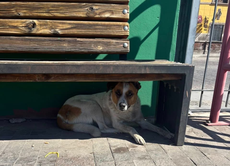 “Dejan en la calle” a perritos comunitarios