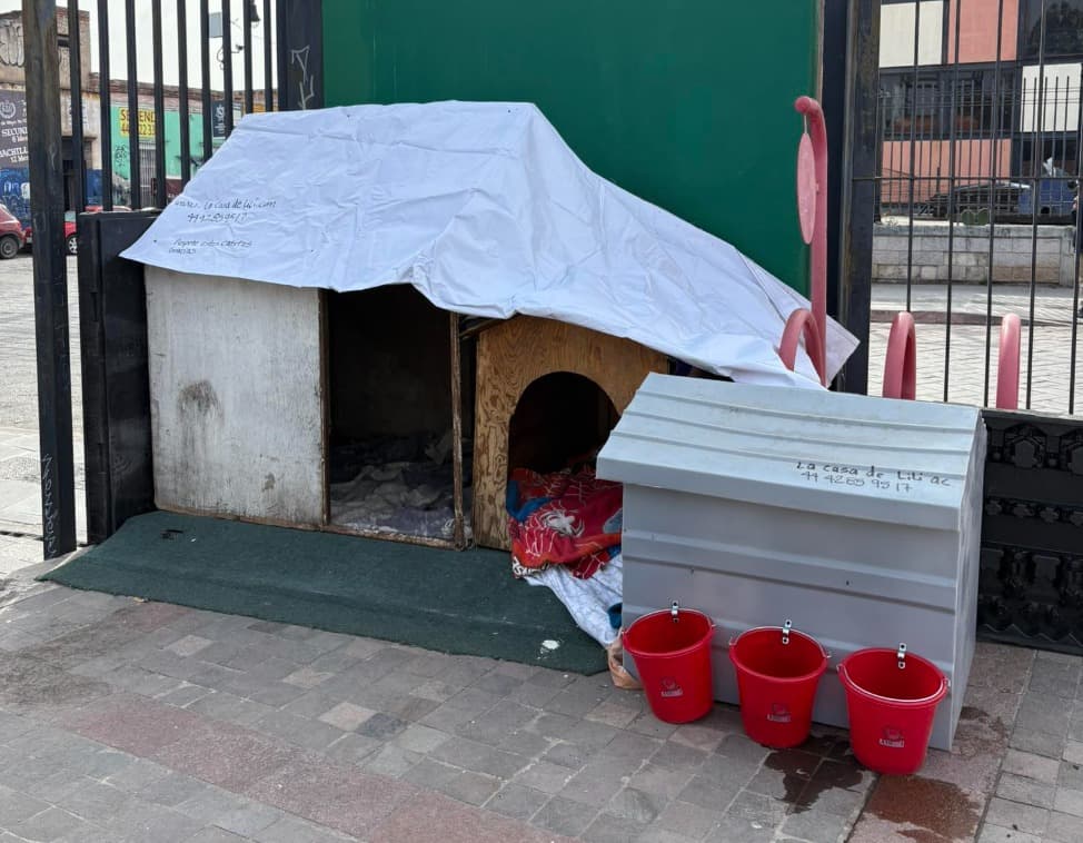 Señalan a la SCT por violentar derechos de perritos comunitarios