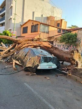 Saldo blanco tras sismo del 2 de enero en la CDMX