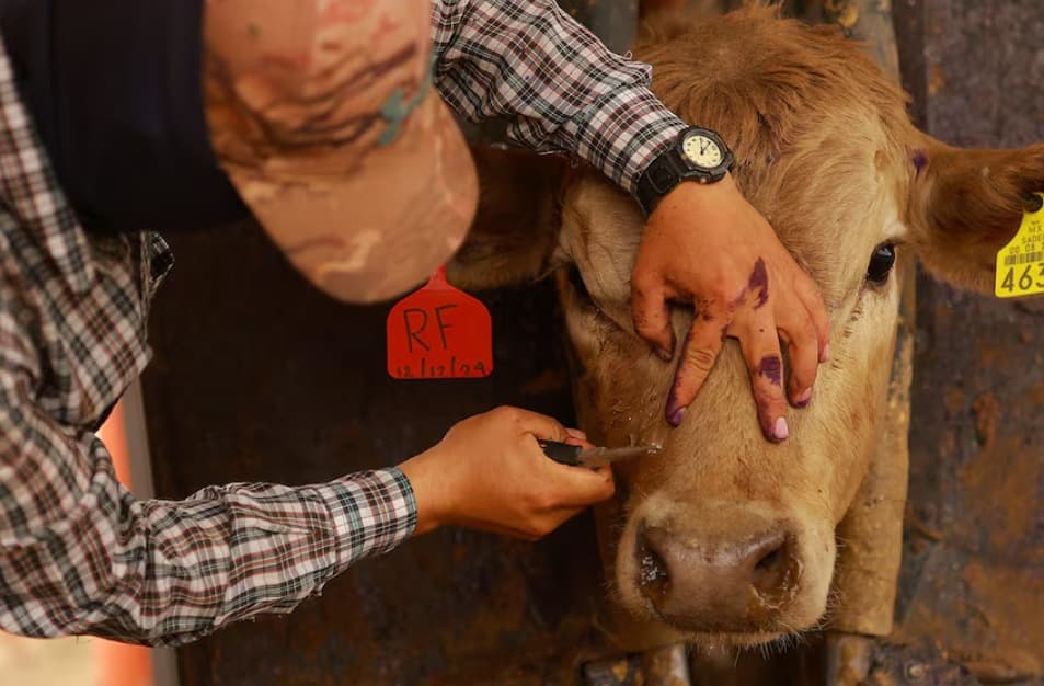 Confirman nuevo caso de gusano barrenador en la Huasteca