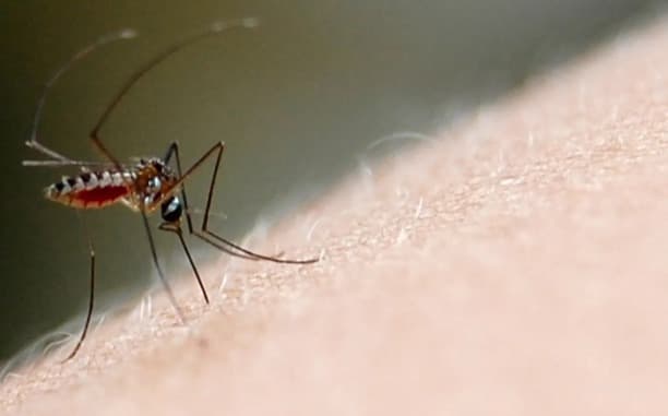 Repuntan casos de dengue en la Huasteca Potosina