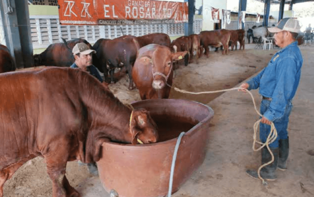 Contrastan datos oficiales sobre el Gusano Barrenados en SLP