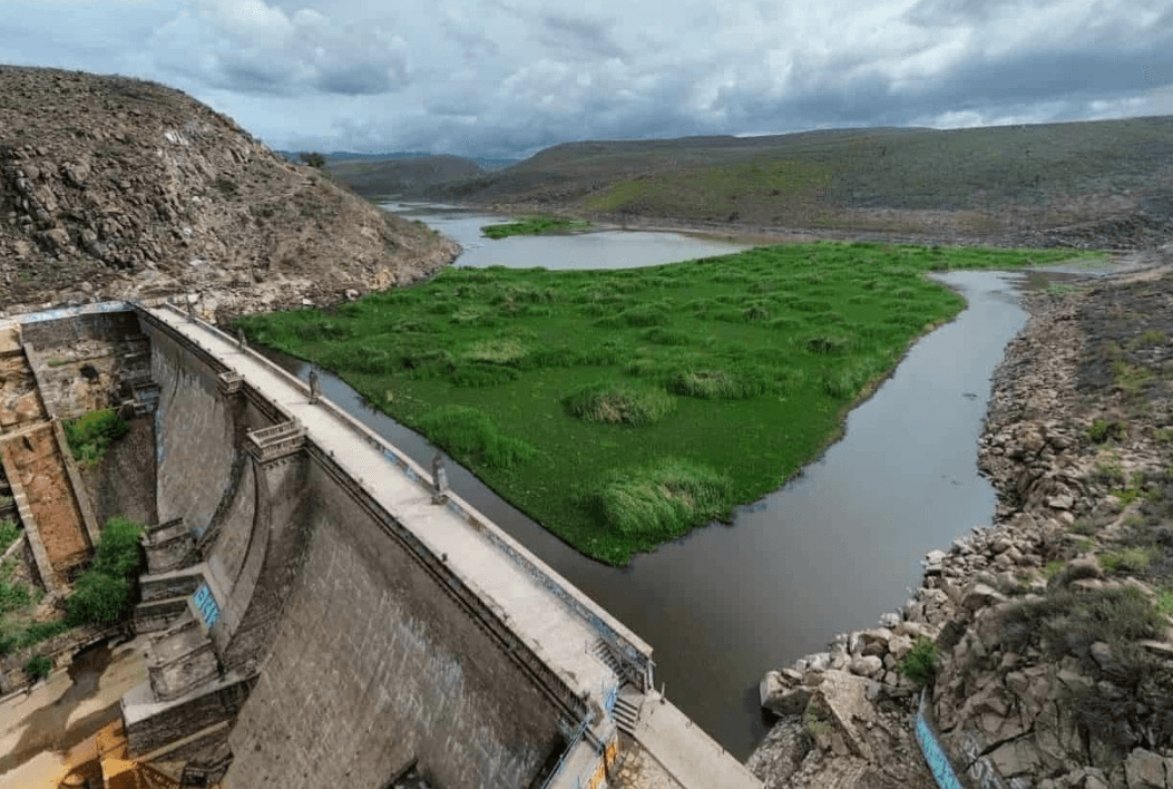 Avanzan acciones para combatir lirio en la presa San José