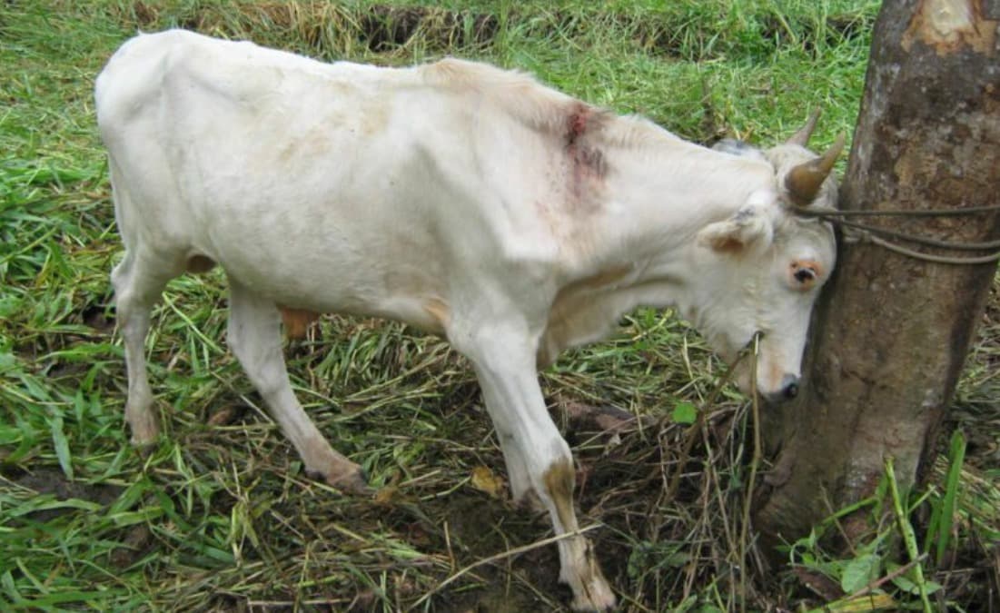 Detectan casos de rabia bovina en Rioverde