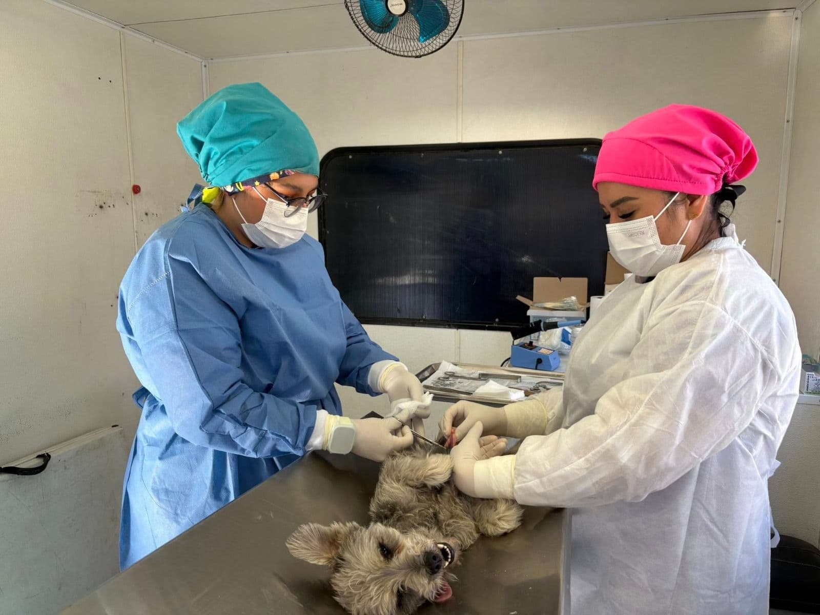 Rebasan las mil 500 esterilizaciones de perros y gatos