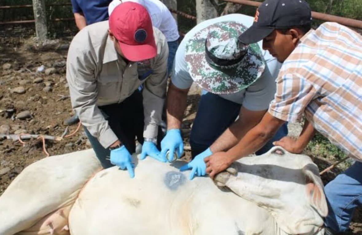 Sigue el terror para Ganaderos Huastecos