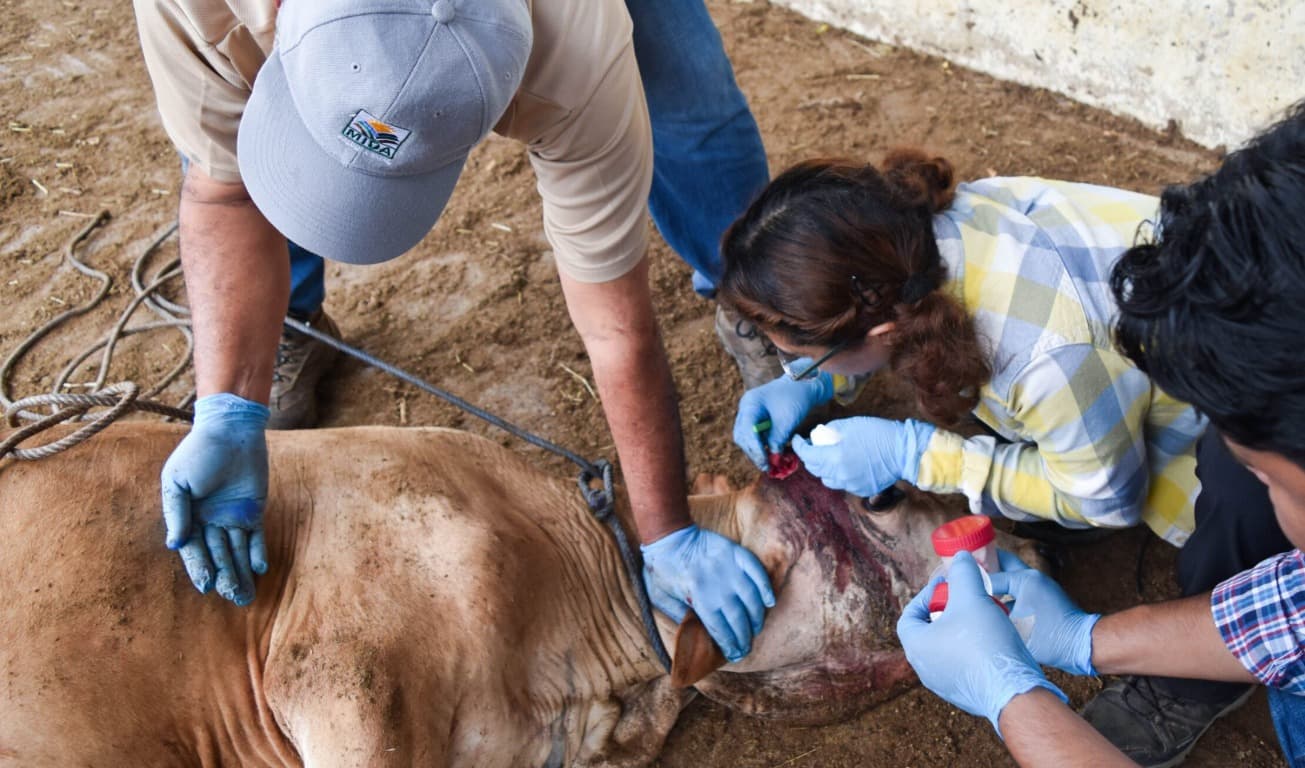 Suman 19 casos de gusano barrenador en SLP