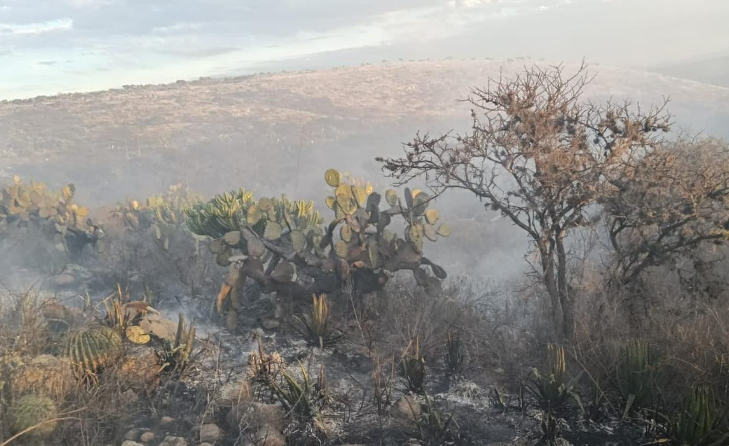 Consumen incendios cientos de hectáreas en el Altiplano