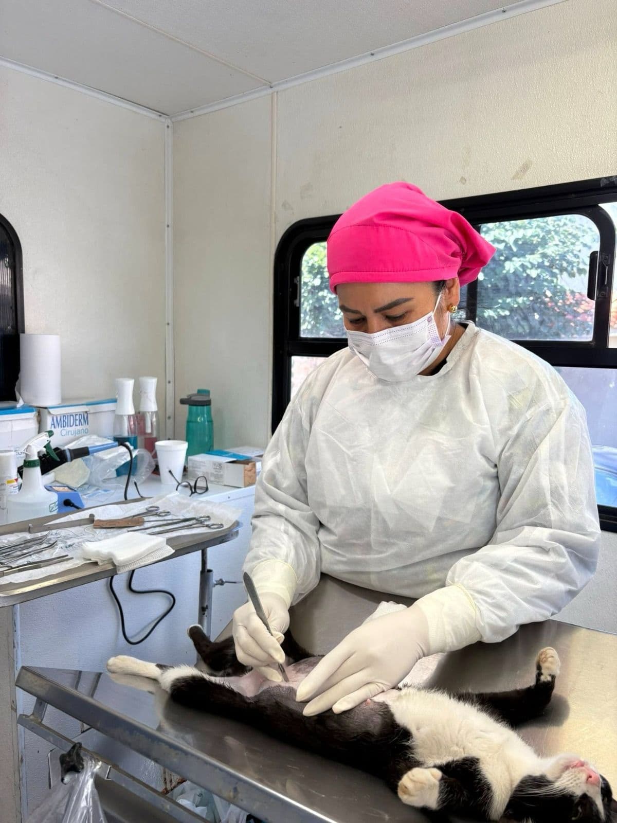Intensifican Jornada Gratuita de Esterilización