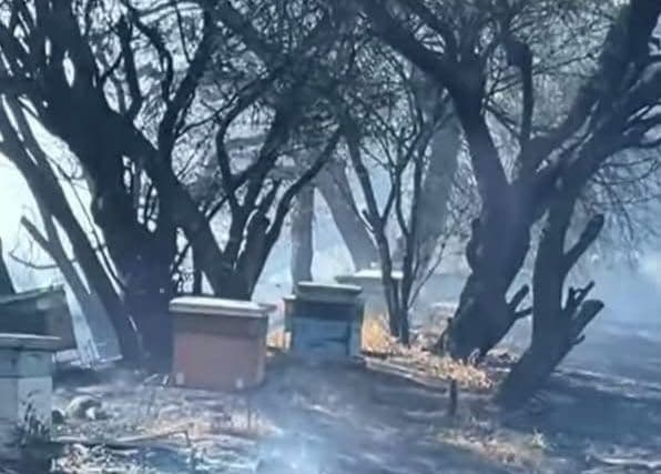 Incendios arrasan con colmenas en la Zona Media