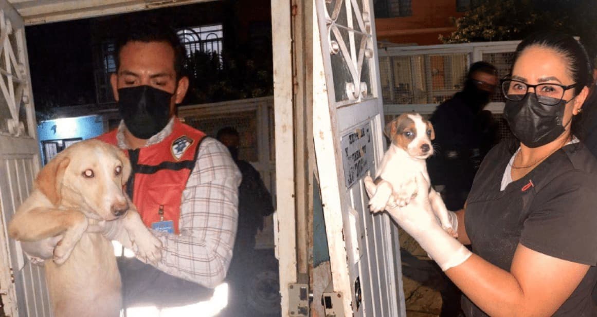 Promueven adopción de lomitos rescatados
