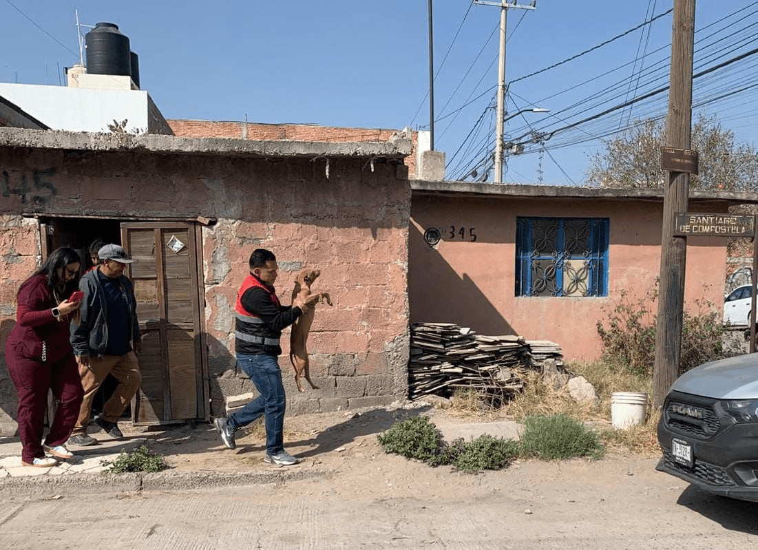 Rescatan a perritos lesionados y desnutridos en Fracc. Españita
