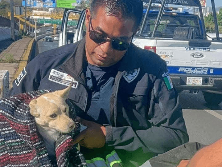 Fortalece Ayuntamiento programas y estrategias contra el maltrato animal