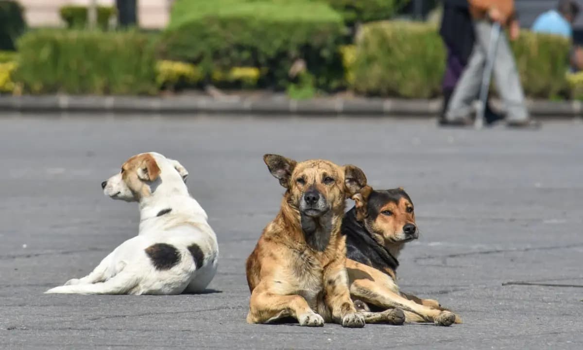 Advierten colectivos sobre crisis por sobrepoblación de perros callejeros en el estado