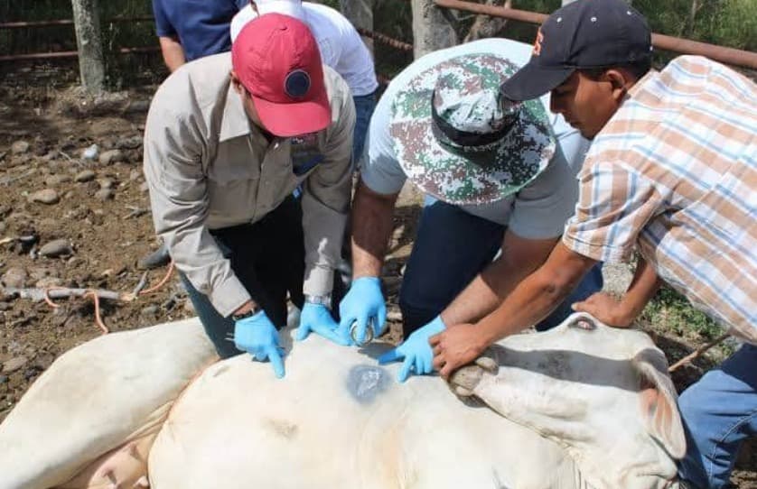 Crece Gusano Barrenador en la Entidad