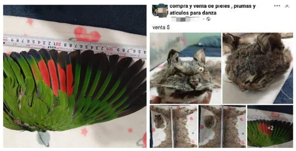 Comercializan pieles de animales en peligro de extinción