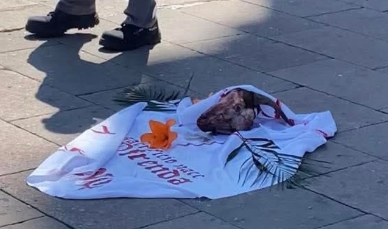Abandonan cabeza de cabra frente al Santuario de Guadalupe en Viernes Santo