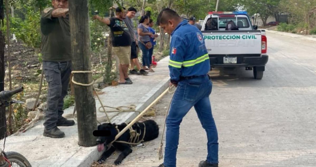 Ataca perro a dos menores en Ciudad Valles