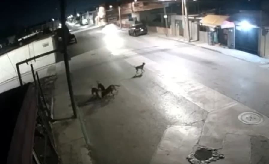 Alertan presencia de perros agresivos en la Aviación
