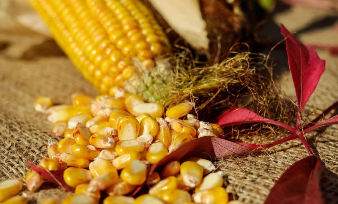 México triunfa en caso Monsanto